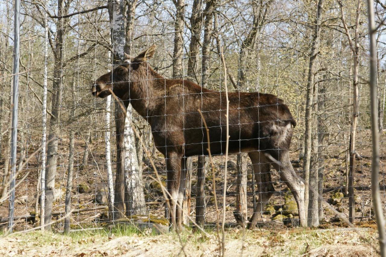 Bjoerkholm - Villa In Målilla Exteriér fotografie
